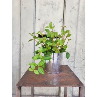 Plante verte d'intérieur