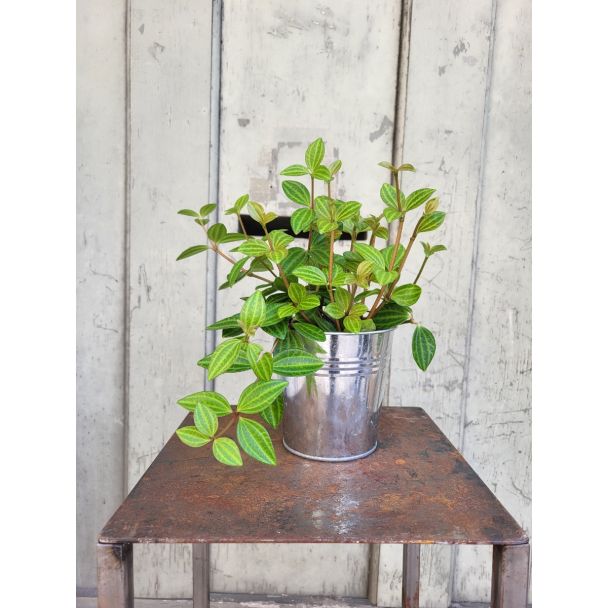 Plante verte d'intérieur